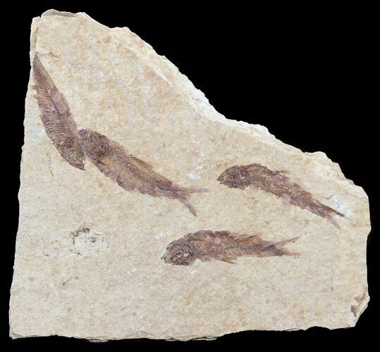 Fossil Fish (Knightia) Multiple Plate - Wyoming #53920